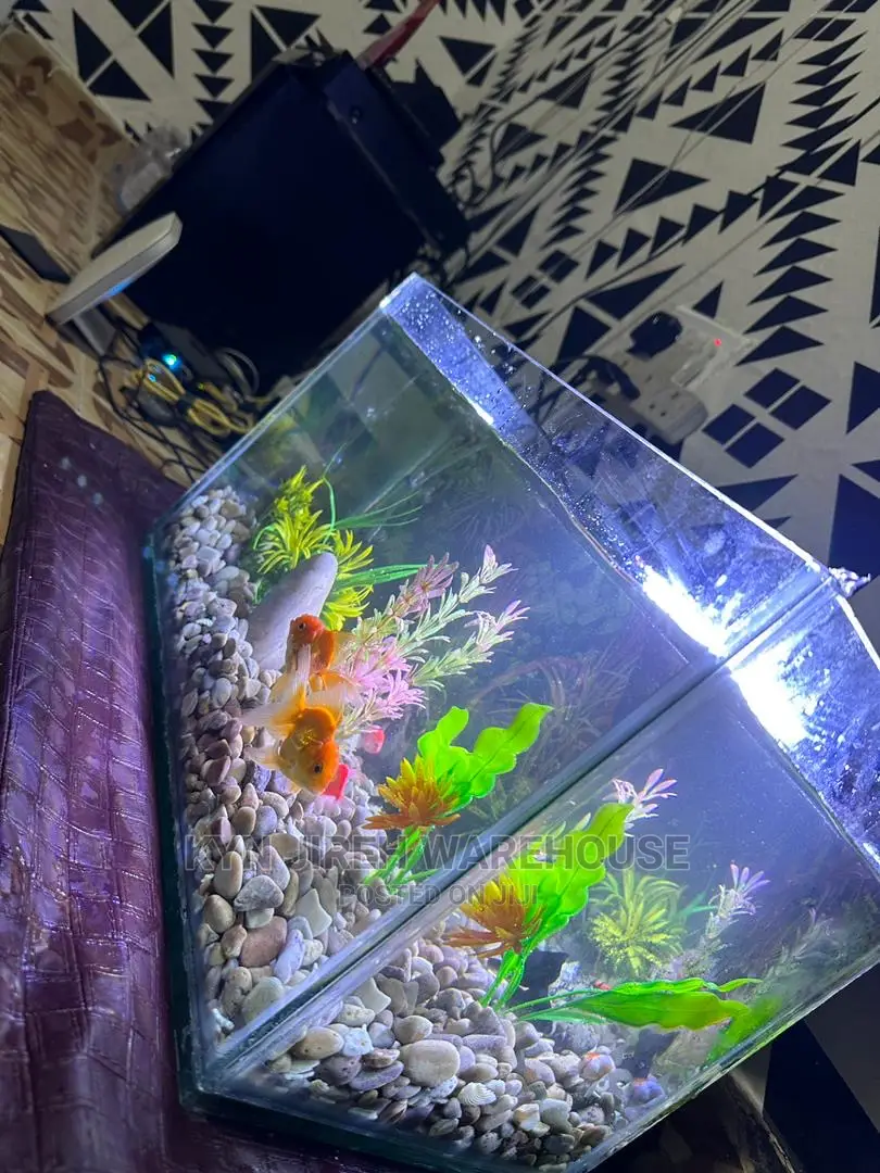 Tabletop Aquarium With 5 Fishes