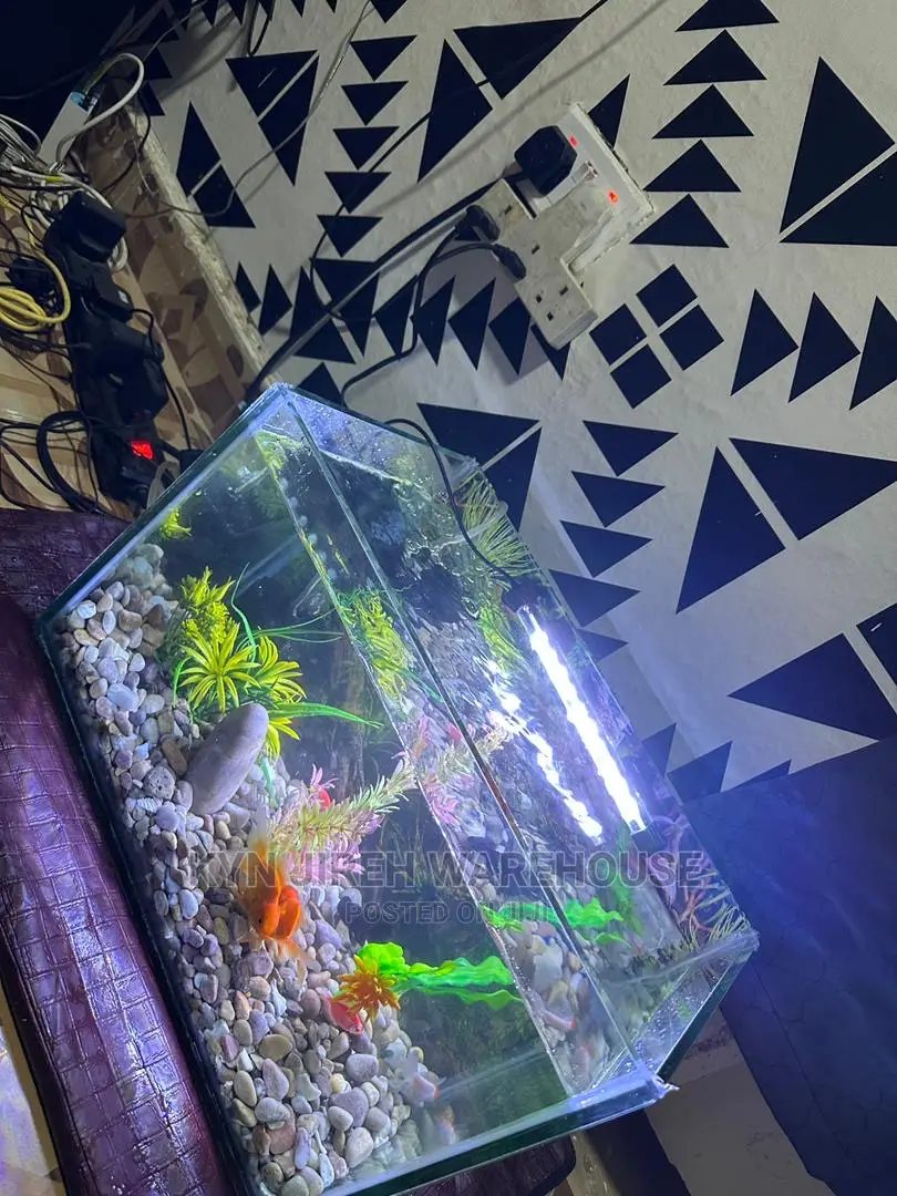 Tabletop Aquarium With 5 Fishes