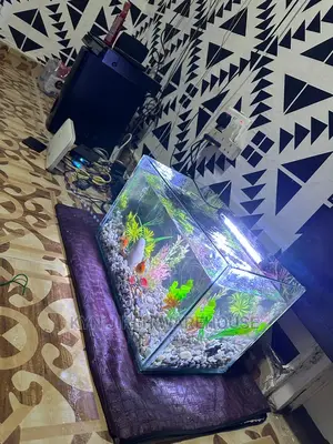 Tabletop Aquarium With 5 Fishes