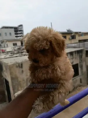 1-3 months Male Purebred Poodle