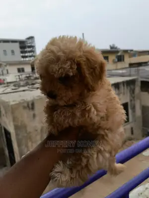 1-3 months Male Purebred Poodle