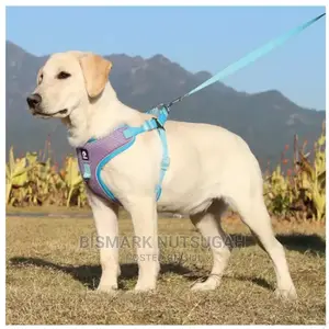 Dog Chain for Sale