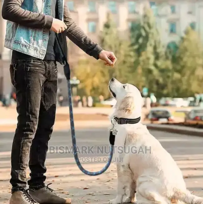 Dog Chain for Sale