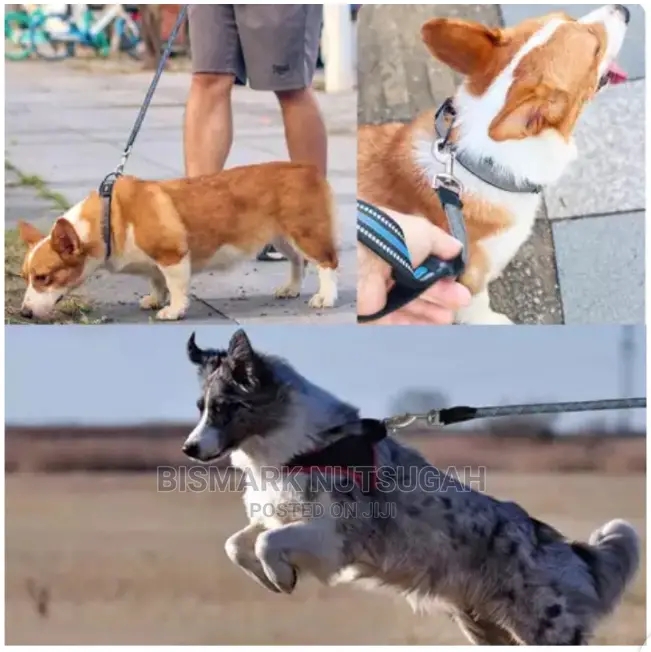 Dog Chain for Sale