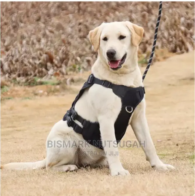 Dog Chain for Sale