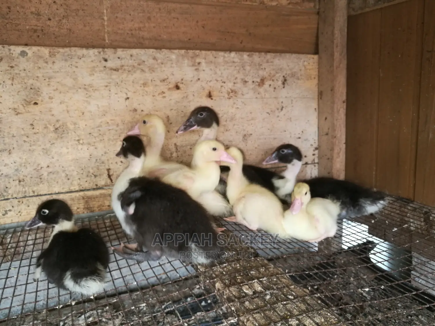Young Muscovy Ducks for Sale