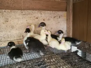 Young Muscovy Ducks for Sale