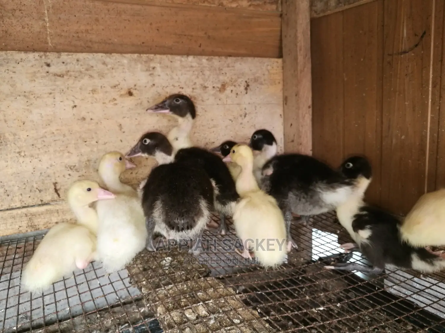 Young Muscovy Ducks for Sale