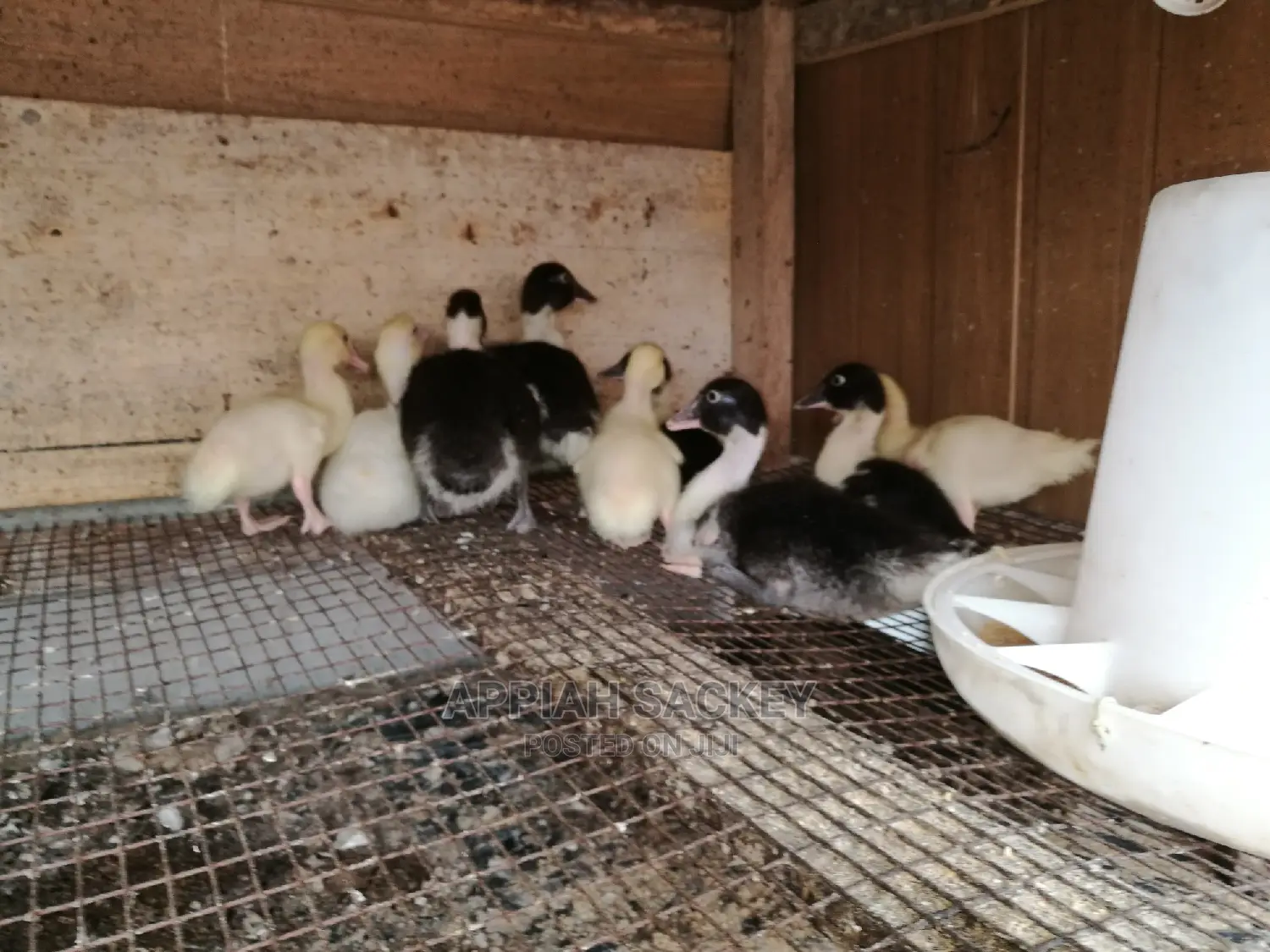Young Muscovy Ducks for Sale