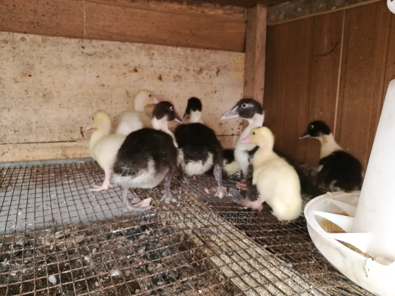 Young Muscovy Ducks for Sale