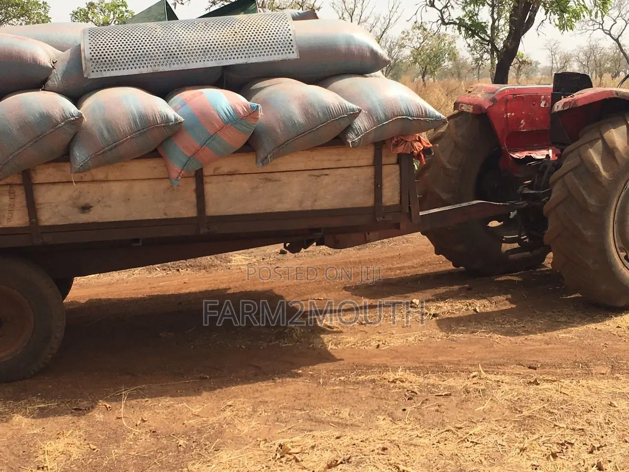 Soya Bean 100kg
