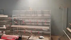 Poultry Cage With Automatic Water System