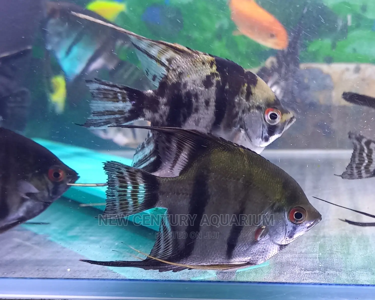 Black Angel Fish