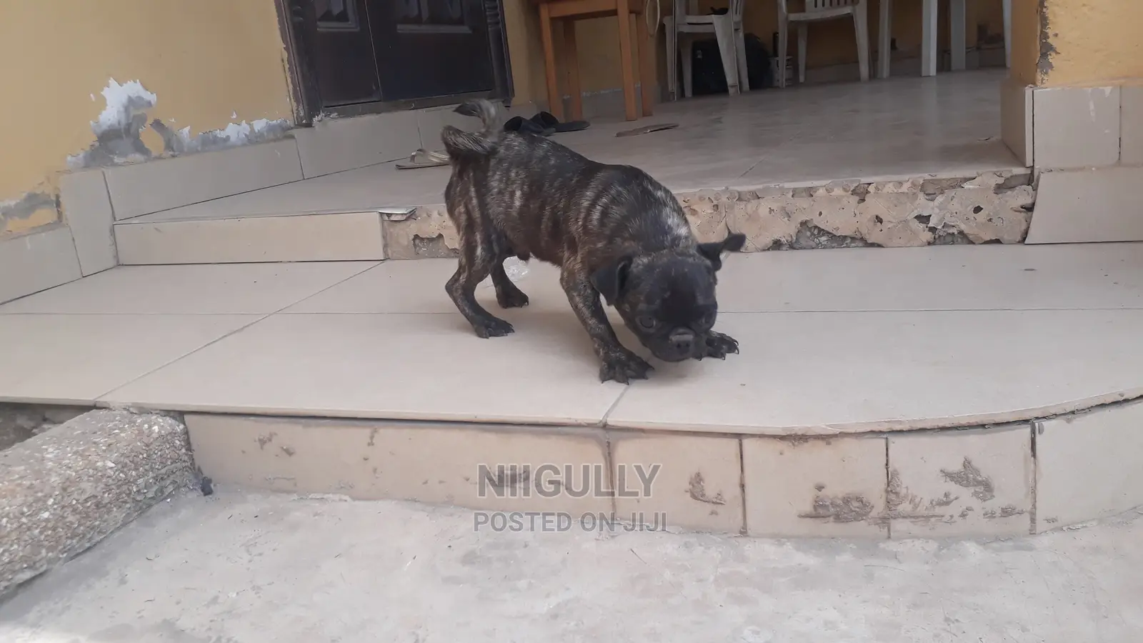 3-6 months Male Purebred Pug