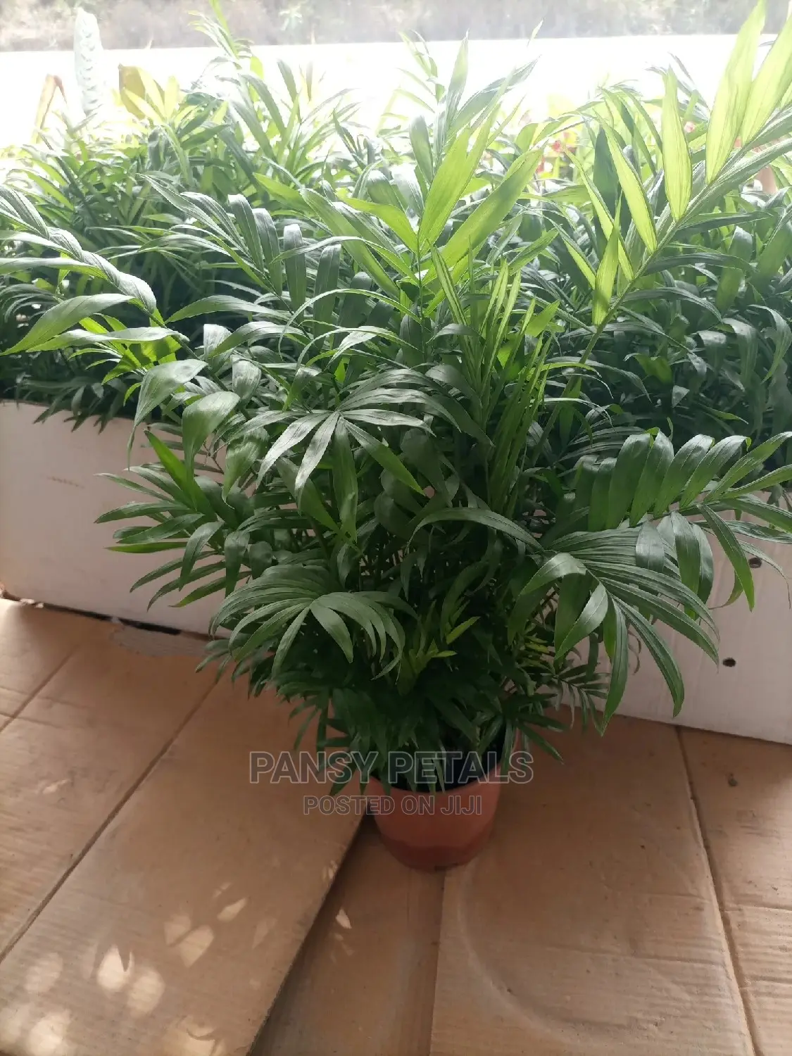 Palour Palm for Sale