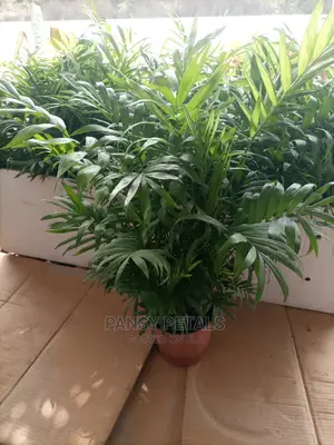 Palour Palm for Sale