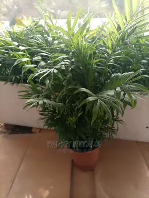 Palour Palm for Sale
