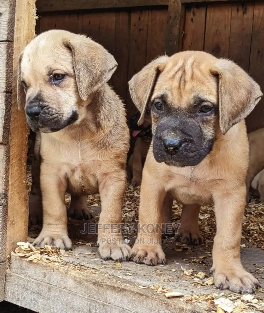1-3 months Male Purebred Boerboel