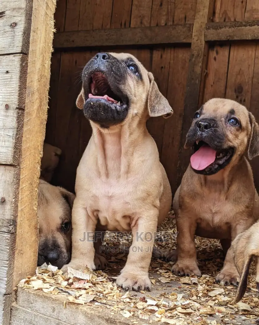 1-3 months Male Purebred Boerboel