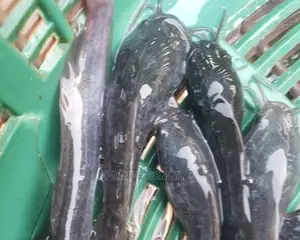 Fingerlings
