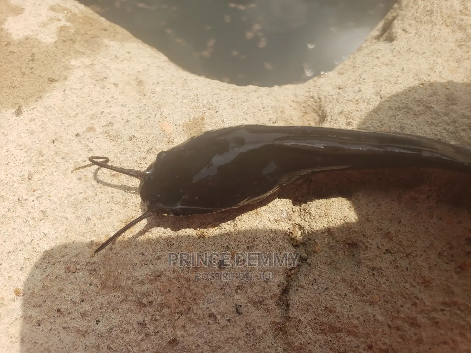 Catfish Juveniles