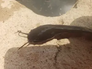 Catfish Juveniles