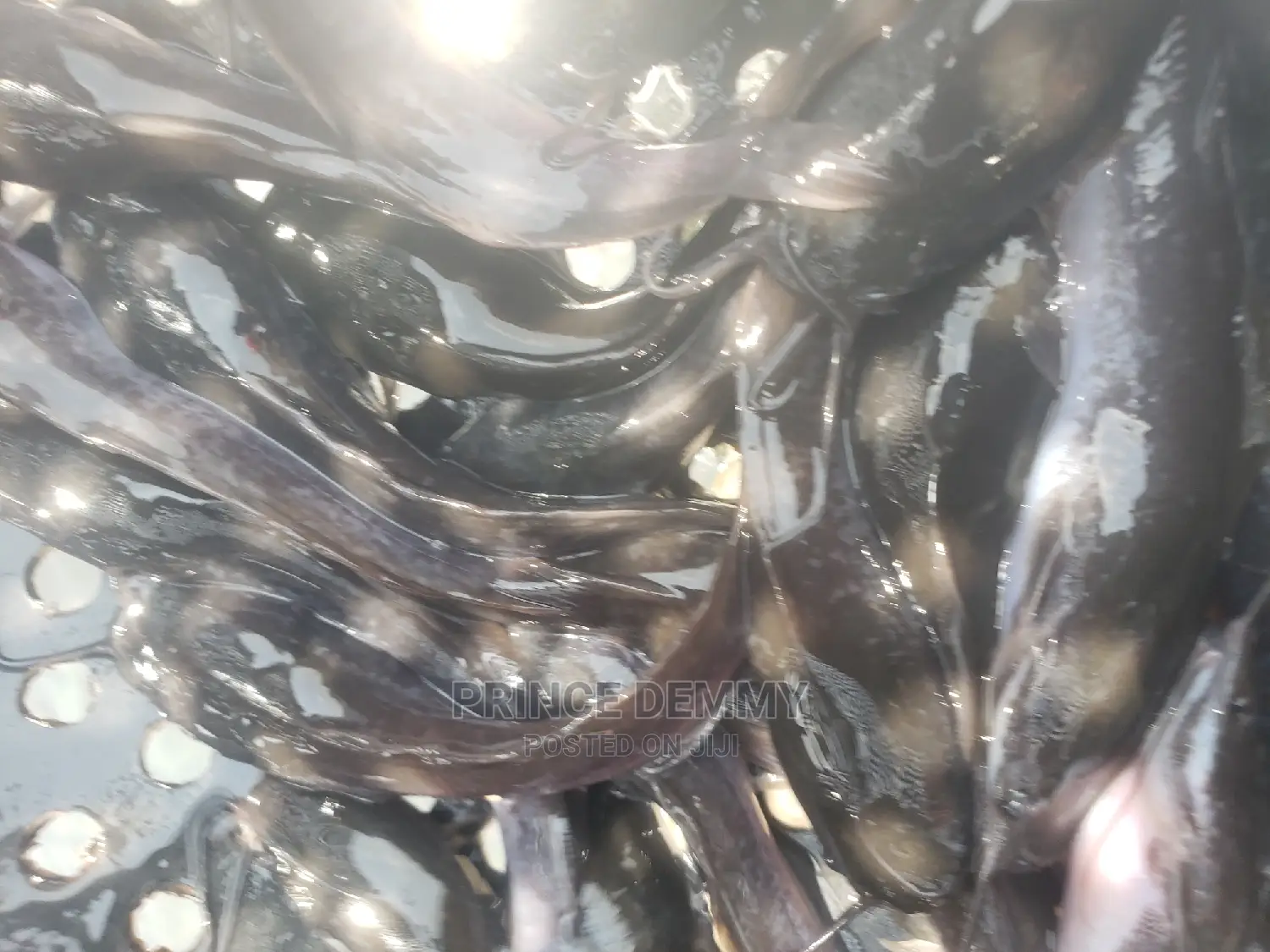 Catfish Juveniles