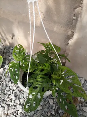 Pots and Plants for Sale