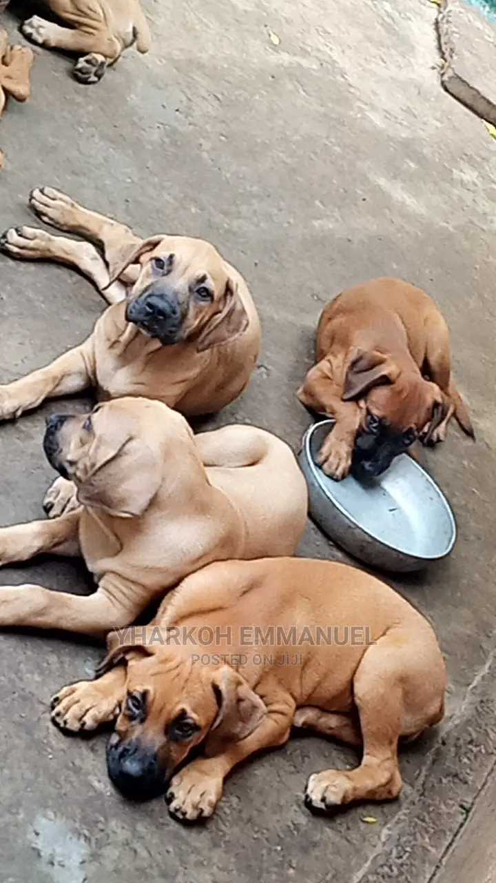 1-3 months Female Purebred Boerboel