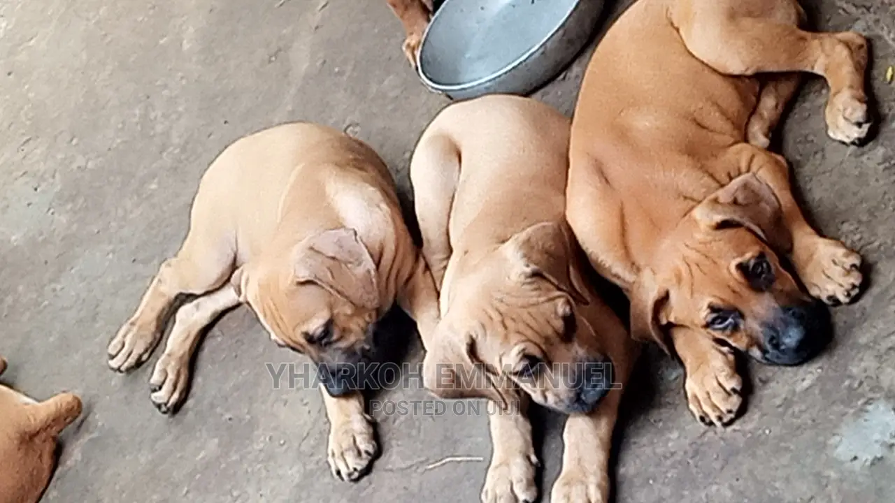 1-3 months Female Purebred Boerboel