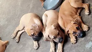 1-3 months Female Purebred Boerboel