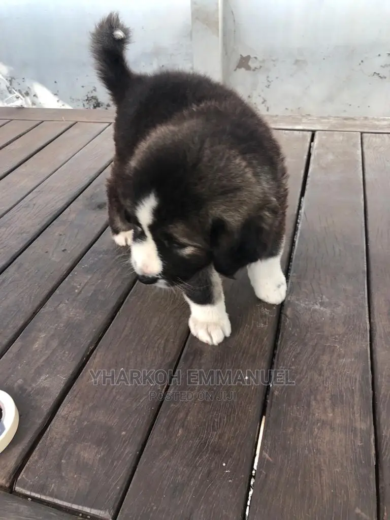 1-3 months Male Purebred Caucasian Shepherd