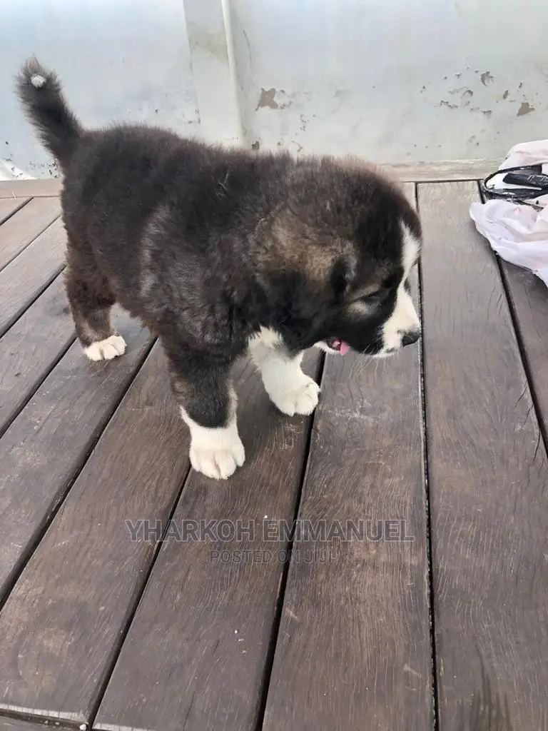 1-3 months Male Purebred Caucasian Shepherd