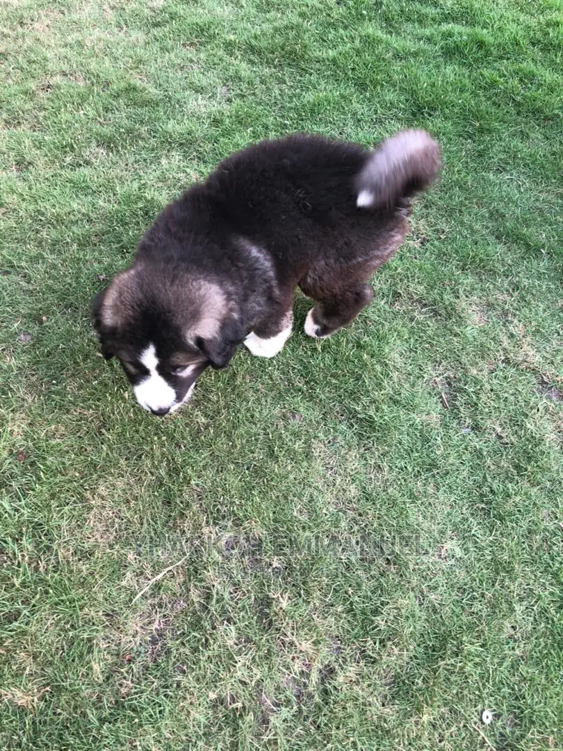 1-3 months Male Purebred Caucasian Shepherd