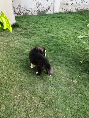 1-3 months Male Purebred Caucasian Shepherd