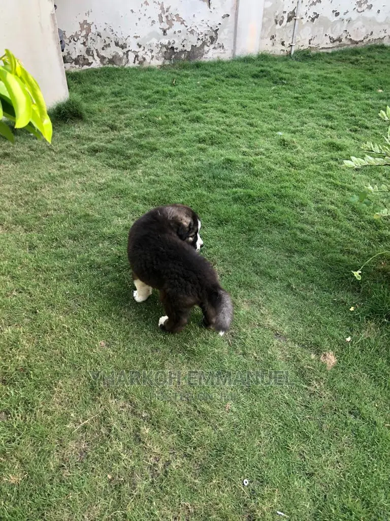 1-3 months Male Purebred Caucasian Shepherd