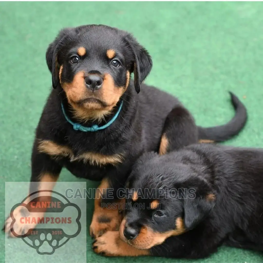 1-3 months Female Purebred Rottweiler