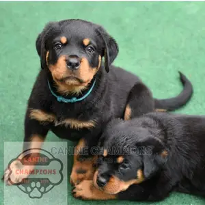 1-3 months Female Purebred Rottweiler