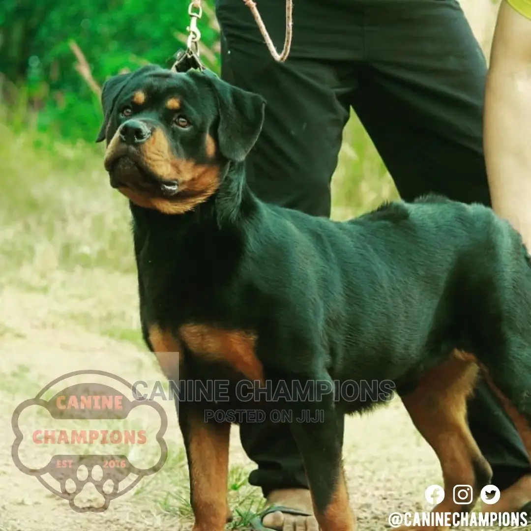 1-3 months Female Purebred Rottweiler