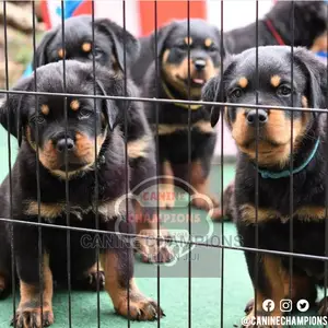1-3 months Female Purebred Rottweiler
