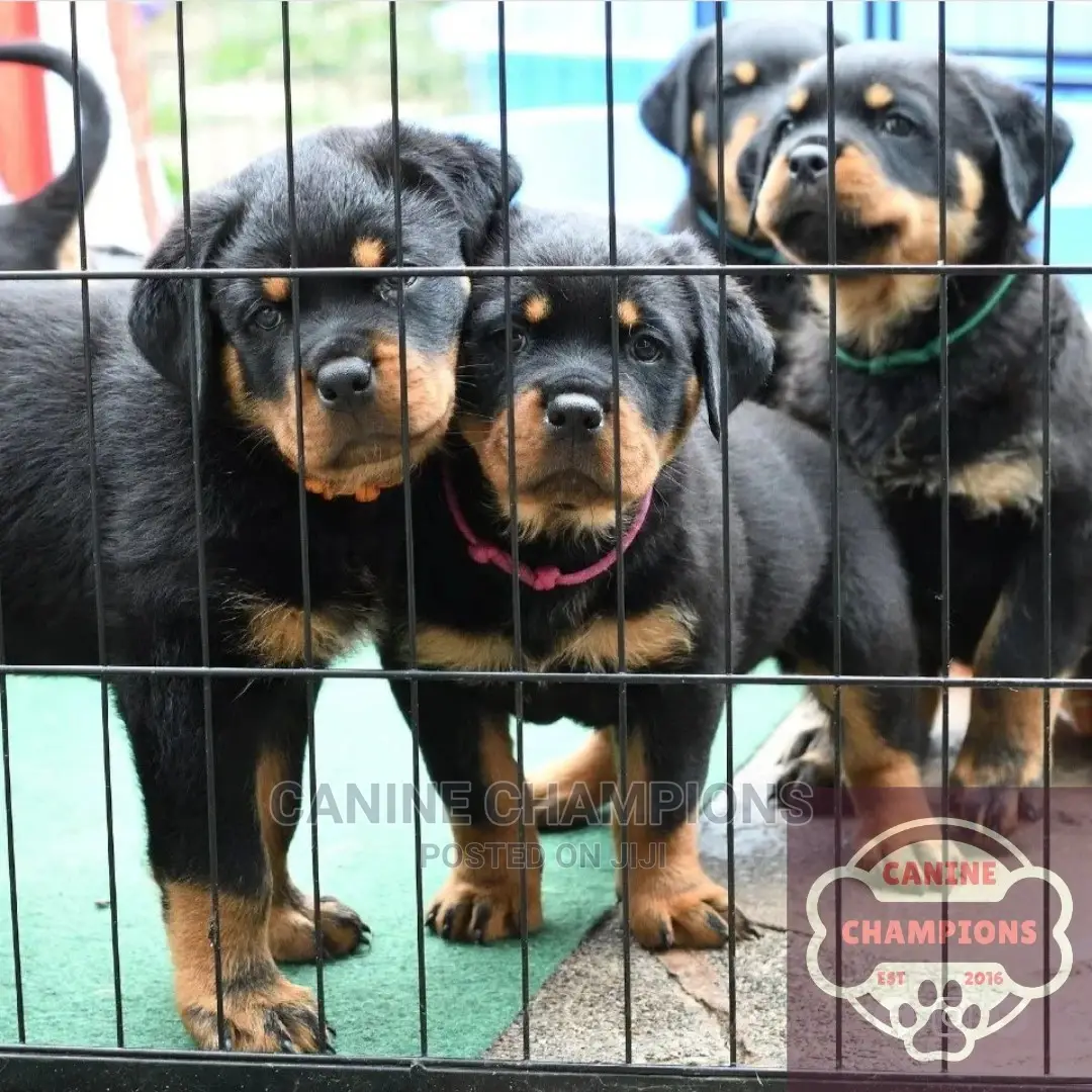 1-3 months Female Purebred Rottweiler