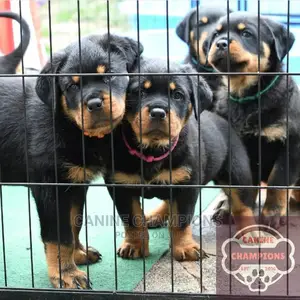 1-3 months Female Purebred Rottweiler