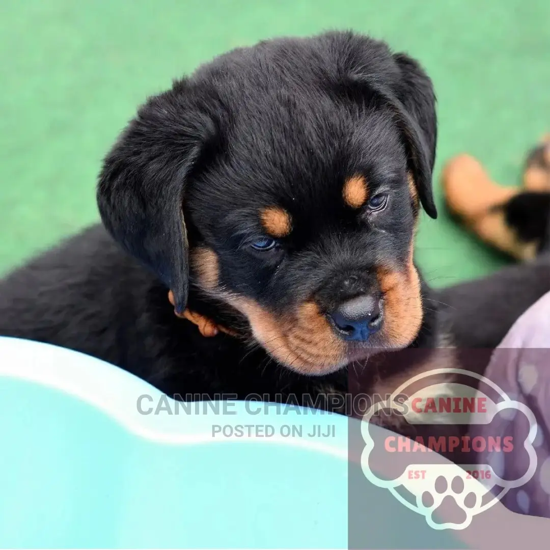 1-3 months Female Purebred Rottweiler