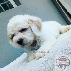 1-3 months Female Purebred Poodle