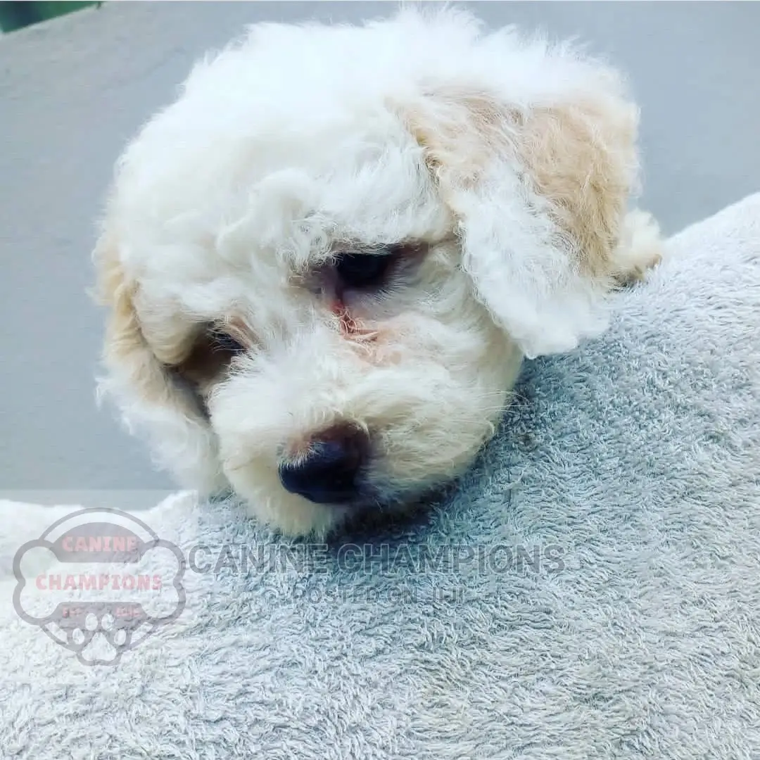 1-3 months Female Purebred Poodle