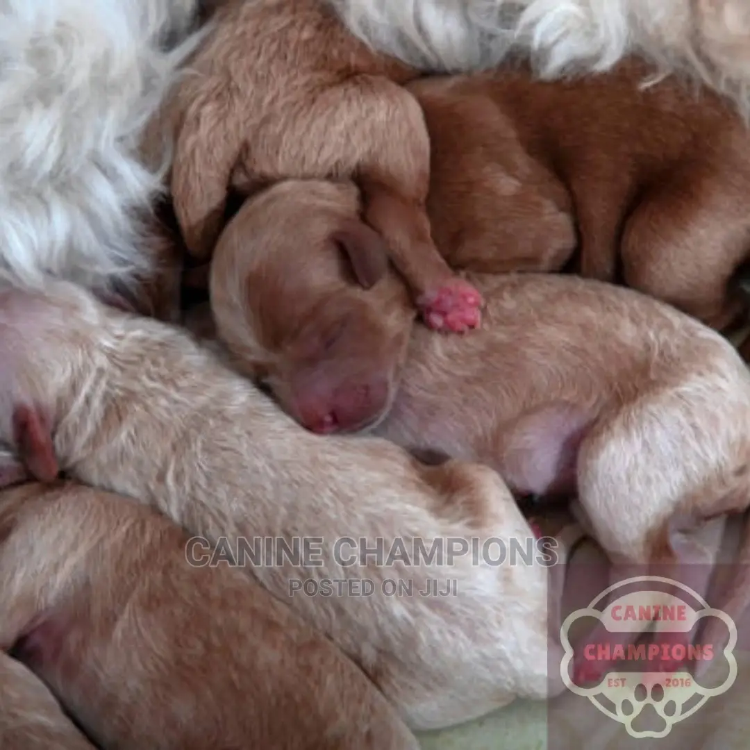 1-3 months Female Purebred Poodle