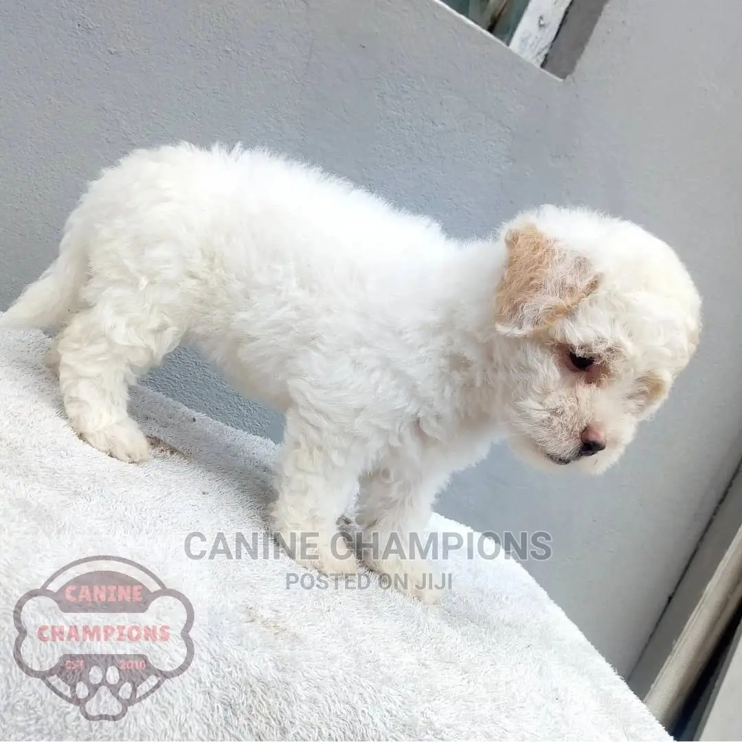 1-3 months Female Purebred Poodle