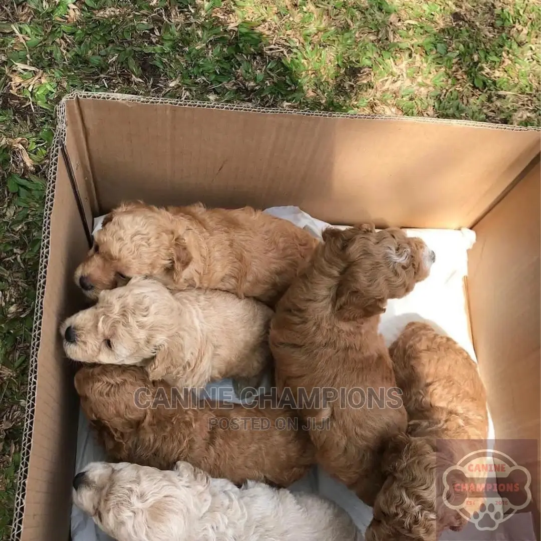 1-3 months Female Purebred Poodle