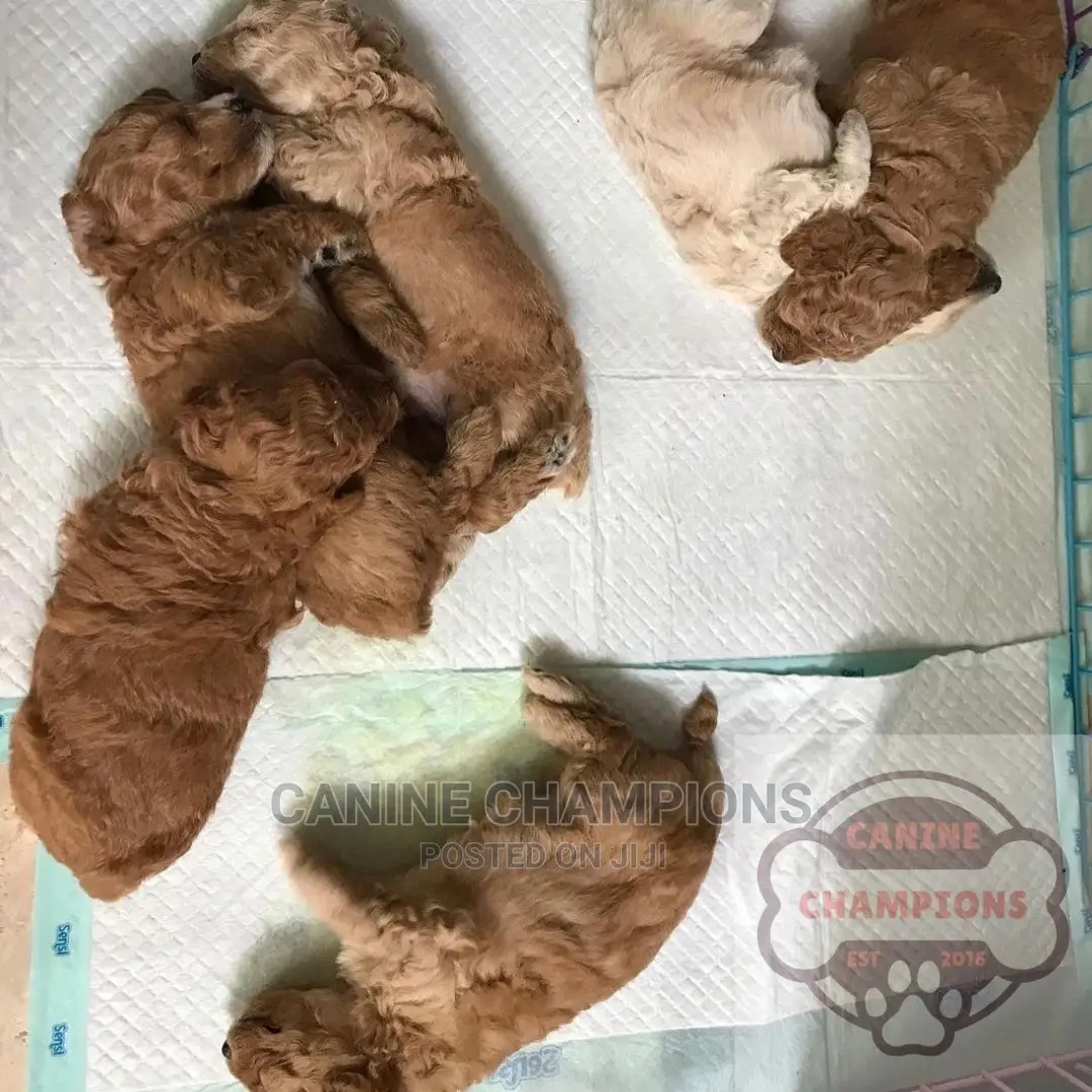 1-3 months Female Purebred Poodle