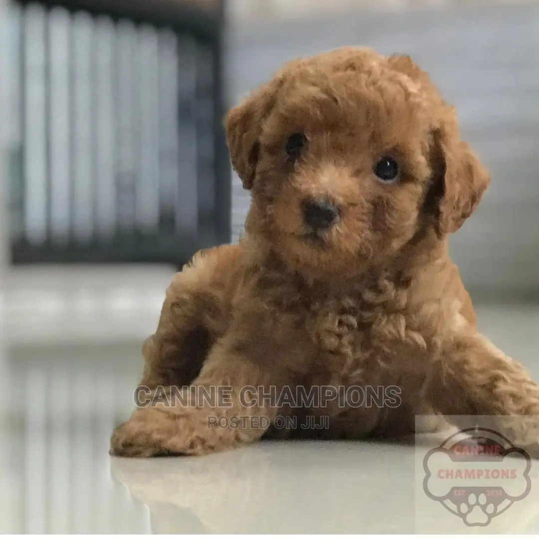 1-3 months Female Purebred Poodle